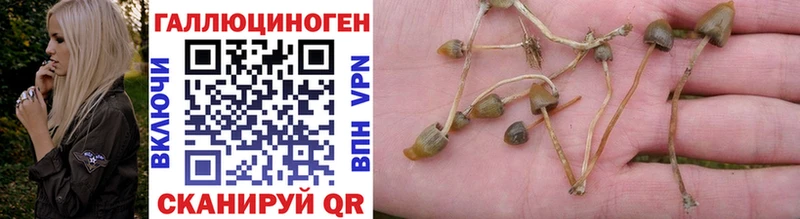 Купить  Сегежа  Галлюциногенные грибы Cubensis 